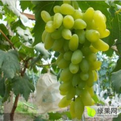 2015分宜葡萄抓住商机无限
