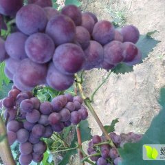2015威县巨峰葡萄抓住商机无限