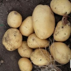 吉林公主岭尤金885土豆营养丰富