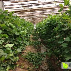 昌邑葡萄名扬天下,双台侯先生诚信合作