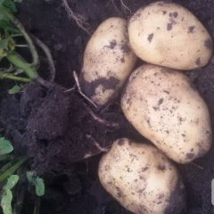 胡龙喜代收讷河土豆品质好，货源足