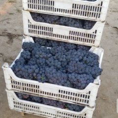 清苑葡萄品质优良,王盘王贝诚信合作