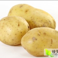 宁夏 甘肃“克新一号”土豆供应