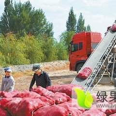 甘肃民勤县专业洋葱代办