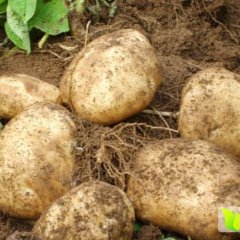 供应围场土豆荷兰十五 科新等