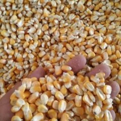 宜城先玉335玉米随行就市