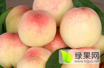 陕西毛桃产地价格