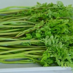 辣木蔬菜鲜嫩，甜脆，口感好，营养价值高