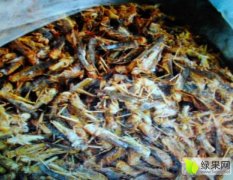 宾州镇特种养殖蝗虫富含蛋白质 营养价值高
