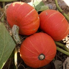 林西西山红皮南瓜营养丰富