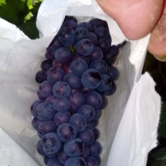 夏津县葡萄美观甜度大
