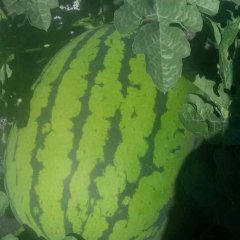 黑龙江齐齐哈尔地雷瓜西瓜大量上市