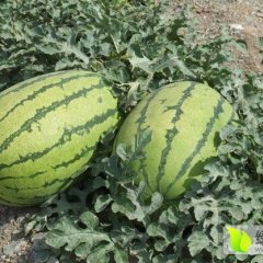 内蒙古翁牛特旗冠龙西瓜欢迎合作13848367490