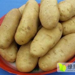 山东土豆长势旺盛平度马先生诚信合作