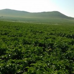 河北沽源荷兰十五土豆著名品牌