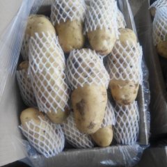 山东肥城供应荷兰十五冷库土豆