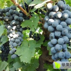 威县洺洲酿酒葡萄果肉柔软多汁，品质极上