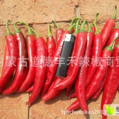 内蒙古开鲁金塔辣椒随行就市