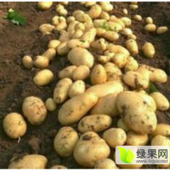 扶余土豆品种全价格合理口感好适合储存