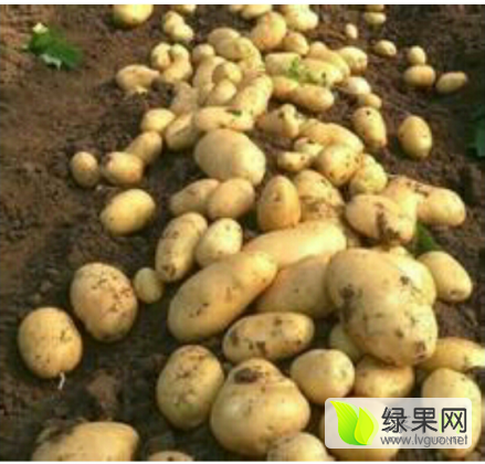 2015年吉林扶余尤金885土豆价格