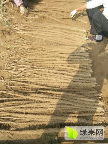 2015年山东牡丹铁棍山药价格