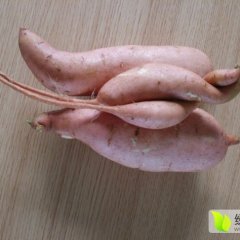 清河大恒常年供应红薯 地瓜 万亩基地