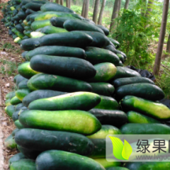 安徽谯城子弹头黑皮冬瓜上货量大