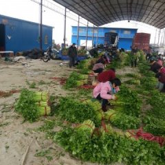 四季鲜蔬菜购销中心