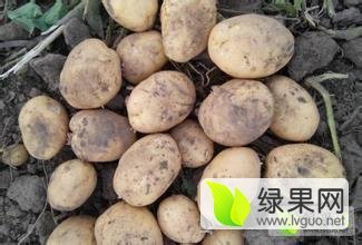 2015年吉林公主岭尤金885土豆价格