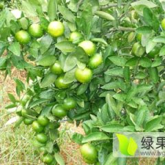富川特早柑橘外观圆润光亮，果形匀称，皮薄汁