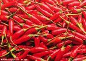 辽宁凌海金塔辣椒名优产品