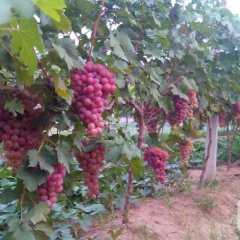 禹王台葡萄何去何从,大李王胜利诚信合作