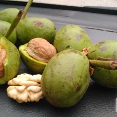 2015汉源核桃俏销大江南北