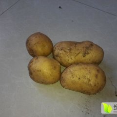 扶余延薯四号土豆个头大皮毛好