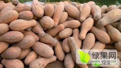 宜城板桥金韩密本南瓜品质极佳