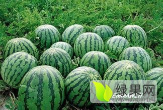 2015凌海西瓜再不来就没机会了！