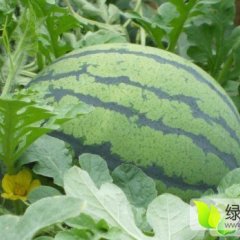 黑龙江绥化红旗西瓜石晓东代办