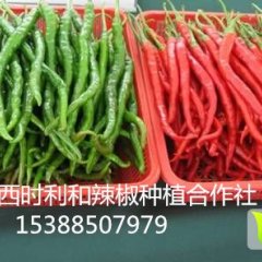 山西忻府线线椒，二荆条，打酱椒