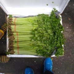 2015阳谷芹菜收购工作全面开展