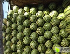 开鲁西瓜名优产品小街张烁诚信合作