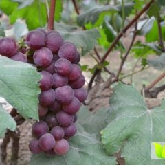 深泽铁杆8月藤稔葡萄