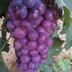 山东泗水巨峰葡萄火热上市