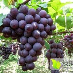 2015兴安葡萄值得出手