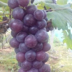 广西兴安夏黑葡萄欢迎合作