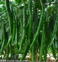 忻府高程张成云8月线椒L3绿辣椒其他蔬菜