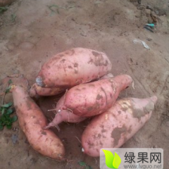 河北昌黎龙署九号红薯大量供应--价格合理