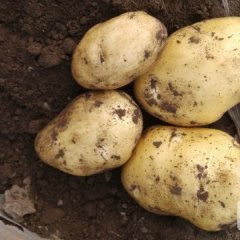 河北围场荷兰十五土豆产销两旺