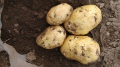 河北围场荷兰十五土豆产销两旺