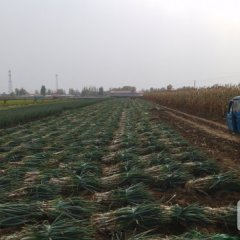 山东平度铁杆大葱绿色无公害