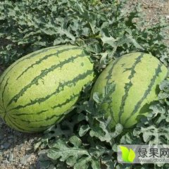 2015翁牛特旗西瓜俏销大江南北